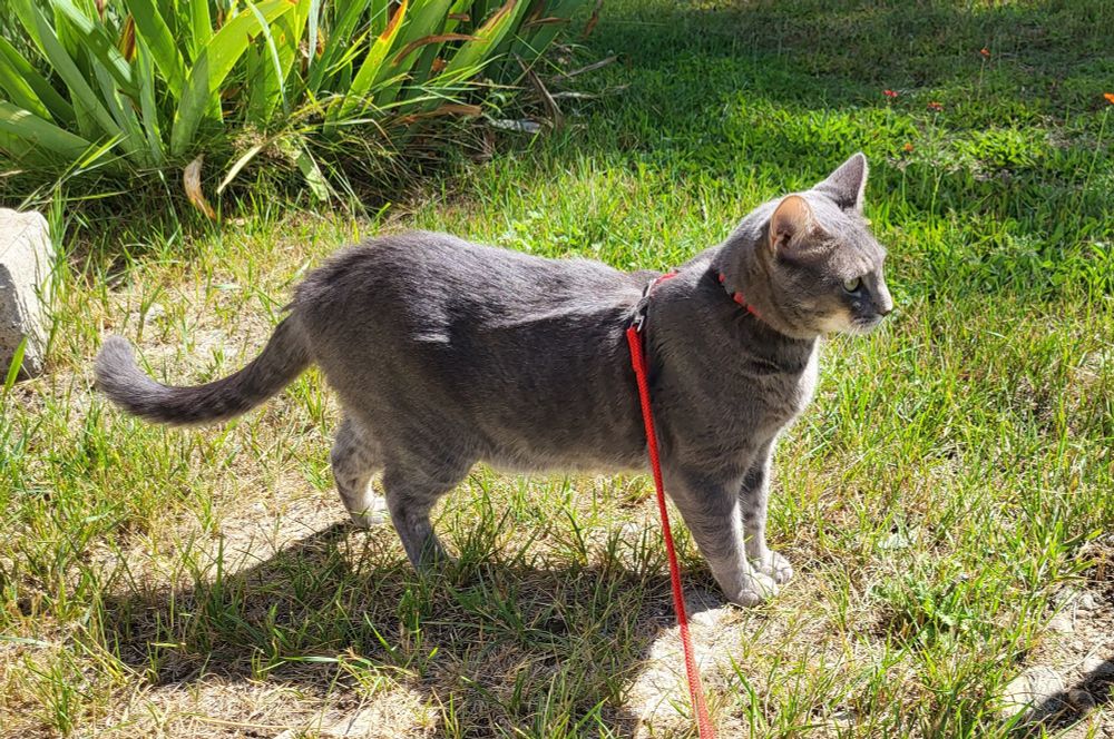A gray tabby cat stands in the sunlight in thin grass, facing right. A patch of irises is behind him. He has a red harness and leash.