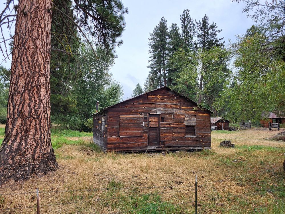 On the left is an old ponderosa pine tree with cinnamon colored bark (young trees have gray bark). In the center is a wooden shed that looks as if it had been built by its owner. Behind it and to the right are other wooden buildings. Behind them are several tall trees.