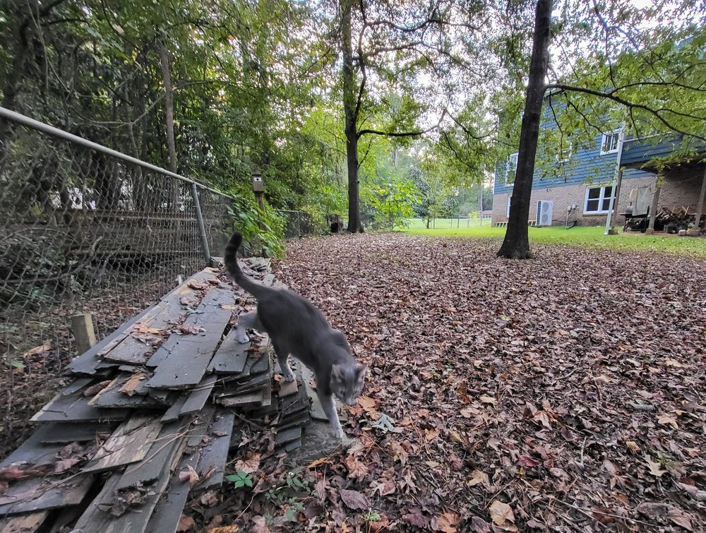 A gray cat steps from a pile of scrap lumber onto a leafy yard. A cyclone fence is to the left, and a house with blue siding is to the right.
