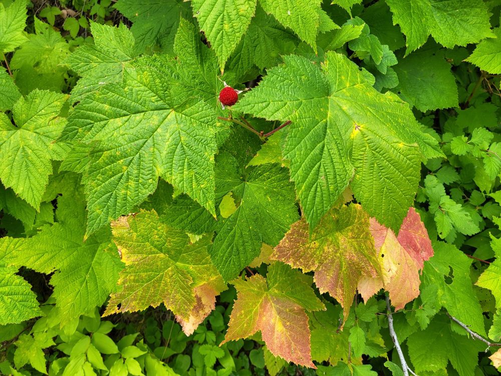 View from above, of a thimbleberry plant. Some of the lower leaves are beginning to show pink fall colors. A single bright red berry sits between the leaves. The berries are sweet, but quite fragile. They tend to fall apart when picked.