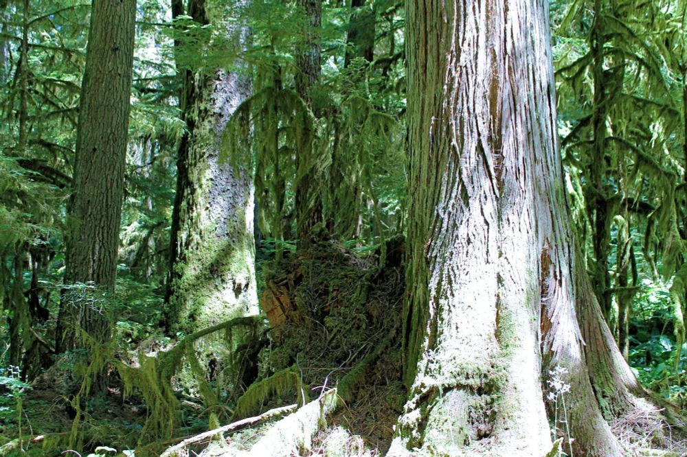 Western hemlock, Sitka spruce, and western redcedar trees dominate this image of an old growth forest.