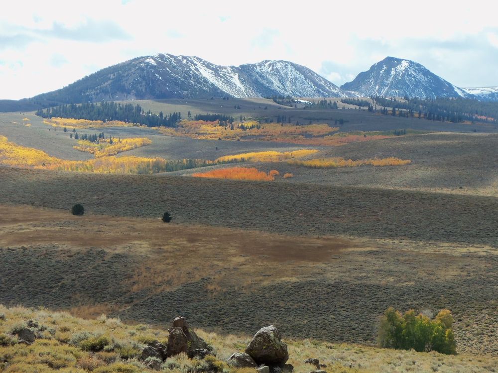 Looking across a semi-desert landscape towards mountains coated with a skiff of early-season snow. In between are aspen groves showing brilliant shades of yellow and orange.