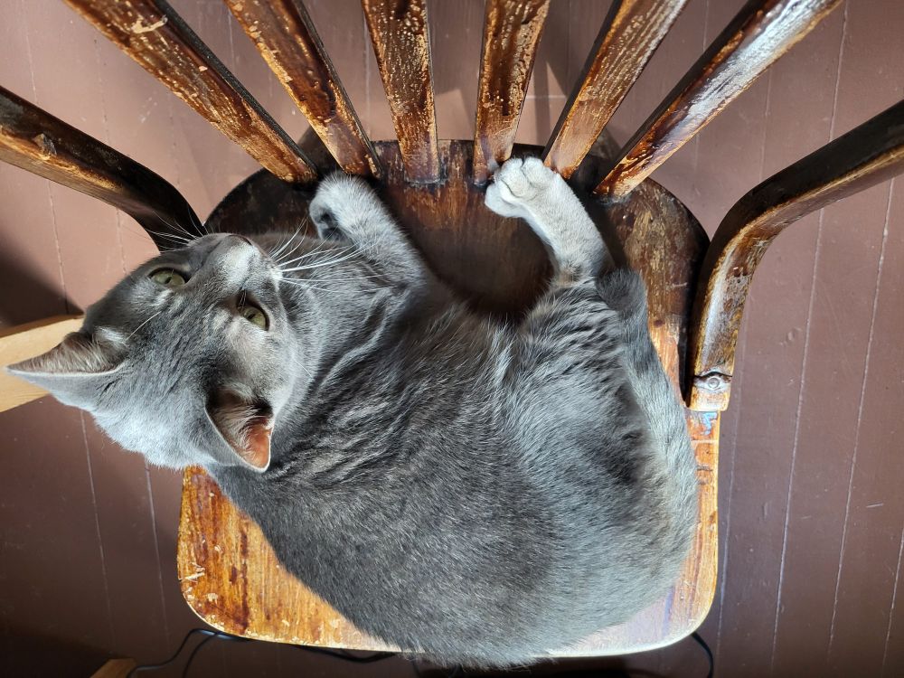 A gray shorthair tabby cat sits on a wooden chair, facing towards the back.