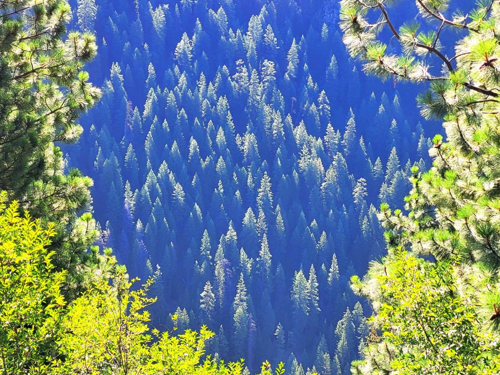Willow trees and ponderosa pines frame the view of the opposite canyon wall, where treetops are in sunlight and the rest of the forest is in shade.