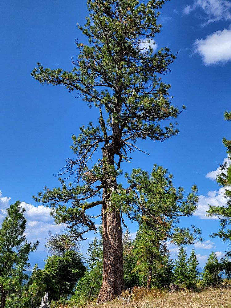 A ponderosa pine on a ridgetop in Idaho. A spike branch is visible halfway up, evidence of some event that killed the top; a new crown grew beside it.