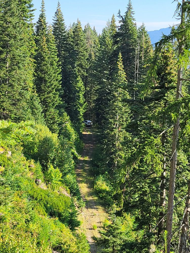 A narrow forest road extends from the bottom center of the picture, to the middle, where it disappears around a curve. A white vehicle is parked in the curve. The road is lined with brushy vegetation lower left, tall conifers elsewhere. Part of a mountain is visible upper right.