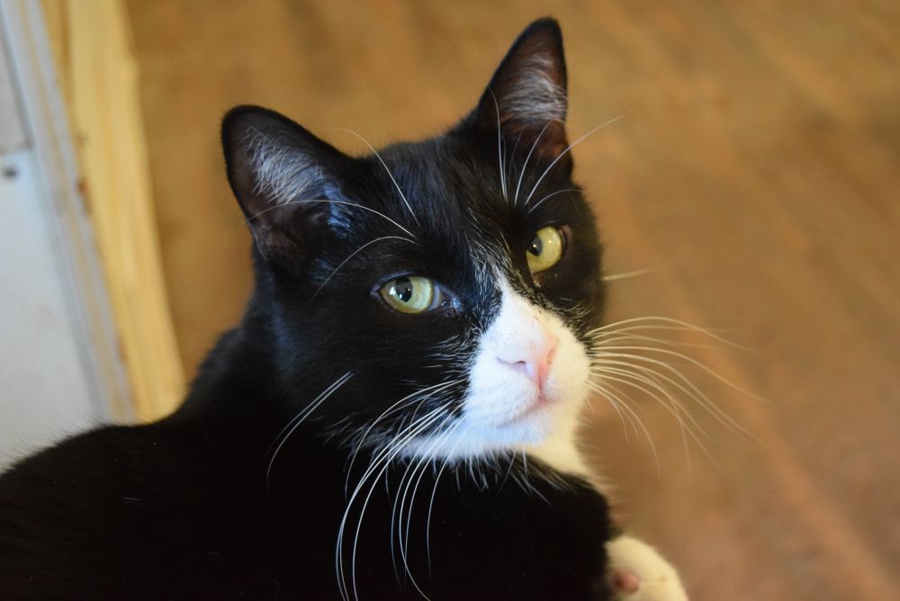A tuxedo cat, mostly black, with white fur around its nose and on its neck. Whiskers are long and white. Cat is facing towards the right, but its eyes are focused on the camera.