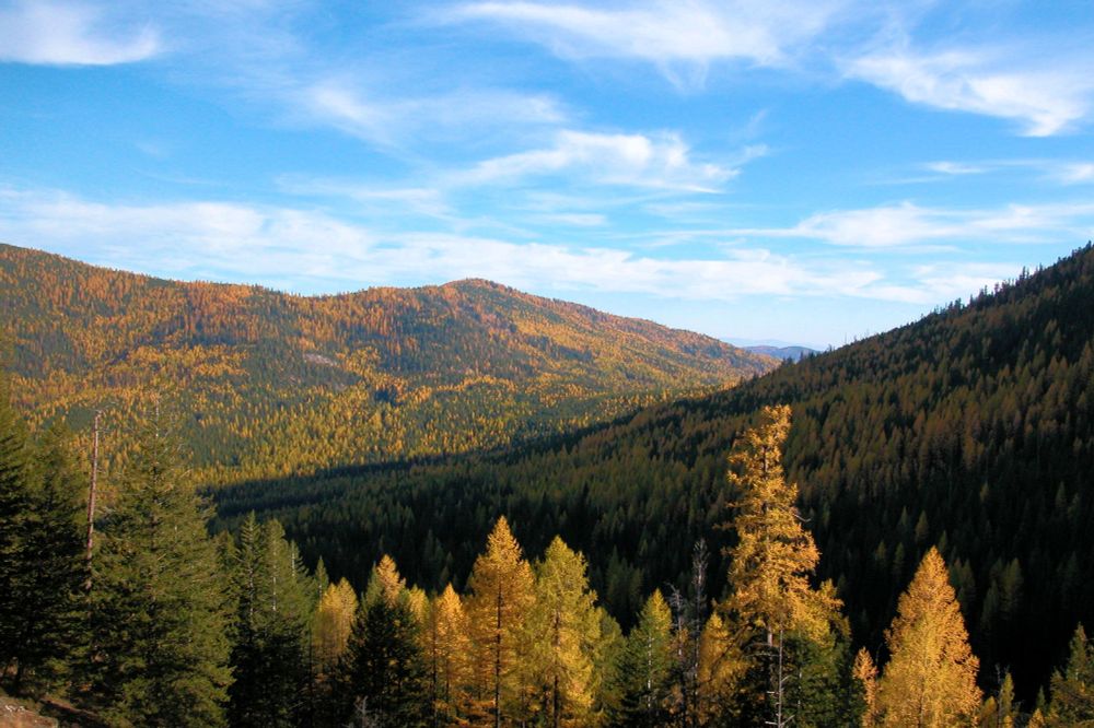 Western larch (tamarack) trees display yellow fall colors on three layers of mountainsides. The sun shines on the foreground trees and the distant mountain, while the middle mountain, rising to the right of the image, is in shade. Green trees include species such as Douglas-fir, grand fir, subalpine fir, and lodgepole pine.