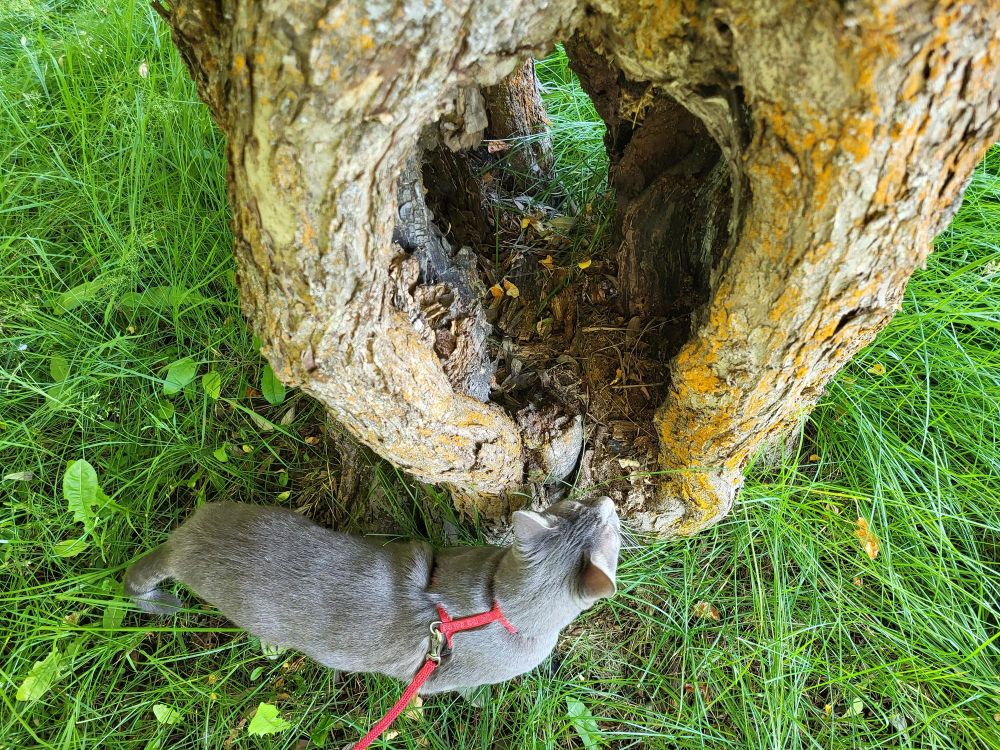 Looking down at the base of an ancient apple tree that has a hole all the way through. A gray shorthair tabby cat stands in front of the tree in tall grass, looking into the tree.