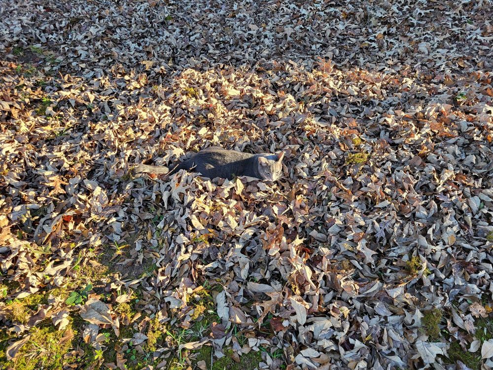 A pile of leaves, in the late afternoon sun. In the middle of the picture a gray shorthair cat is crouching, facing right towards the sun.