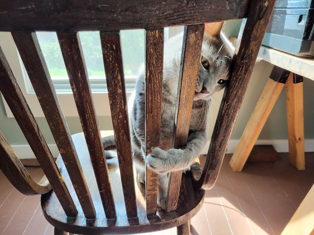 A playful gray cat extends a front paw through the slats in a wood chair. One very sharp claw is visible.