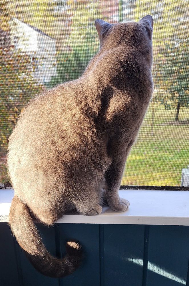 A gray shorthair tabby cat sits on the sill of a screened-in porch. His head is turned away from the camera, as he is watching a squirrel in the yard. His tail hangs down, with the tip curled upward.