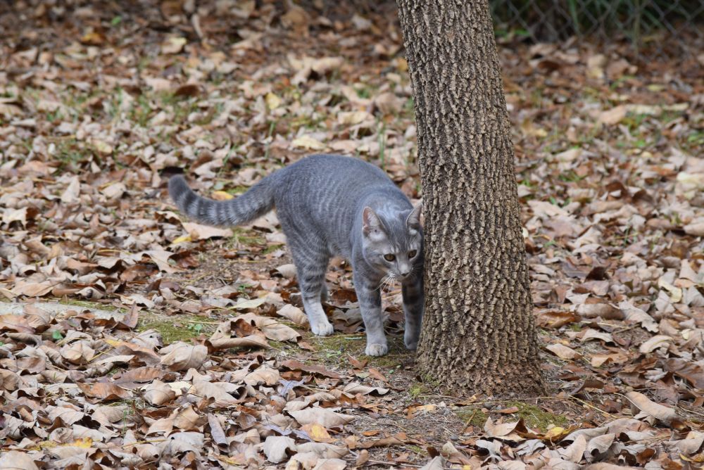 A gray shorthair tabby cat rubs against a young ash tree. The ground is covered with fallen leaves.