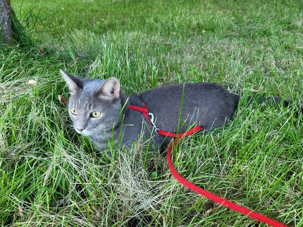 A gray cat with a red leash and harness is resting in tall grass, facing left and looking intently at something in front of him.