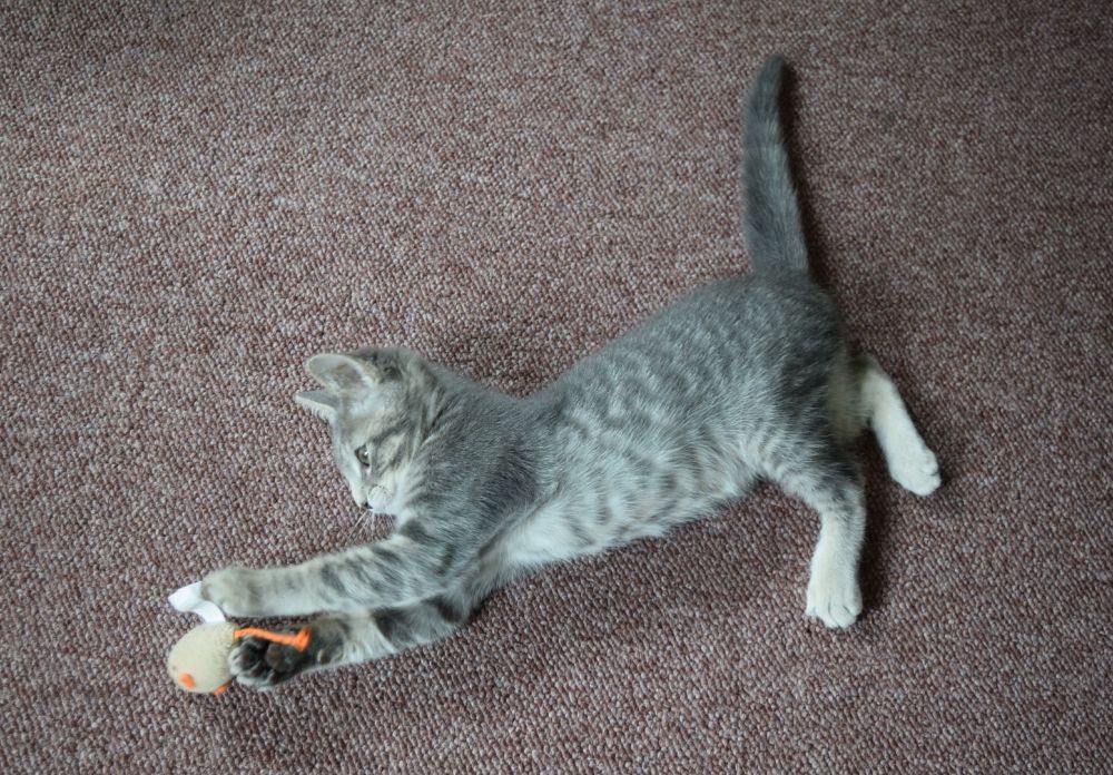 A gray shorthair tabby kitten is lying on his side, on a carpeted floor, facing left and playing with a toy mouse.