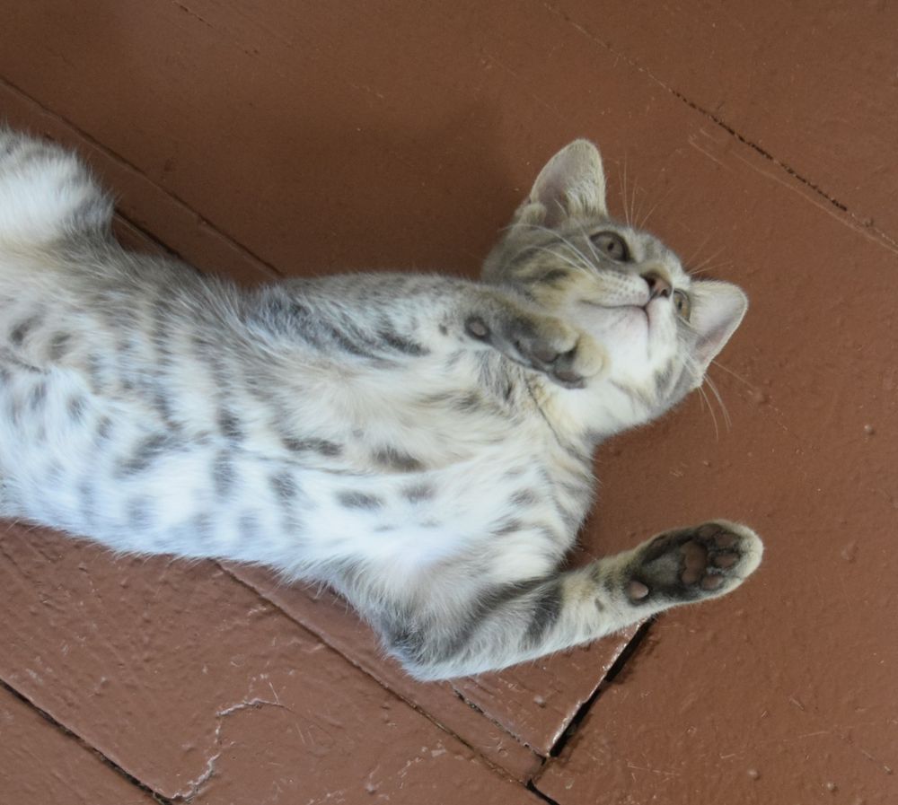 A gray tabby kitten is lying on his back, showing his mottled belly. A line runs down the middle of his belly, making it appear that his fur was stitched together there. Kitten is on a wood floor painted brown.