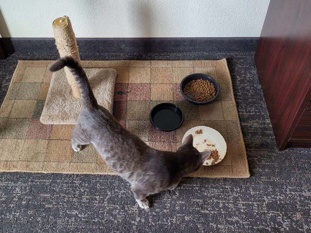 Narvik, my gray shorthair tabby, enjoys a meal after a long day of travel.