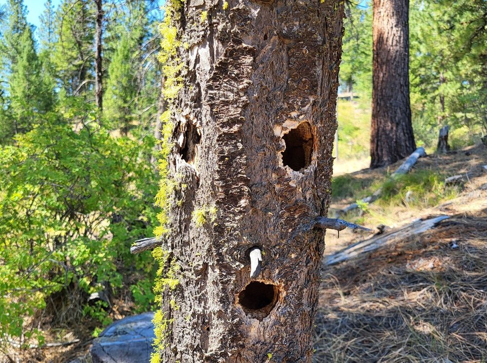 A dead tree with three woodpecker holes, liked up like two eyes and a mouth.