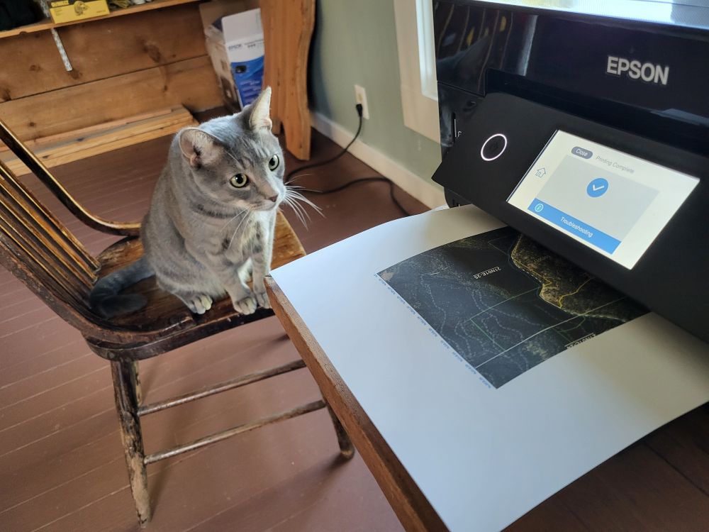 A gray shorthair tabby cat sits on a chair next to a printer that's producing a map. He stares intently as the paper emerges from the printer.