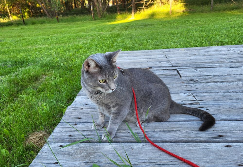 A gray shorthair tabby cat sits on a wooden platform with grass on either side. He wears a red harness and leash. His head is turned and he's looking over his shoulder.