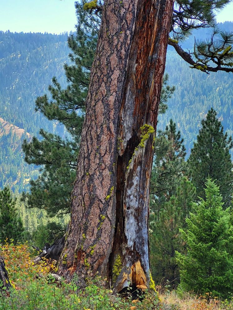 Lower bole of the same tree, viewed from another angle. It is unusual for ponderosa pines to have that much decay. Possible causes: Fire damage, lightning, or another tree falling against it and scraping away the bark.