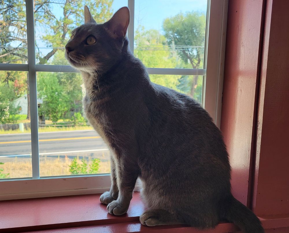 A gray shorthair tabby cat sits on a red painted windowsill, facing to the left. Outside is a highway, with a house and trees on the other side.