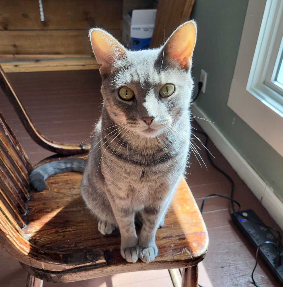 A gray shorthair tabby cat sits on a wooden chair, looking directly at the camera. His expression indicates that he wants something - probably canned cat food!