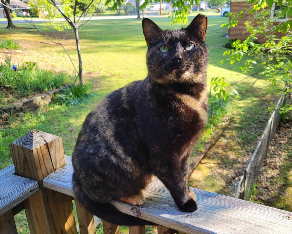 A tortie cat with green eyes sits on a wooden porch railing, looking upwards. Behind her is a yard with trees, and neighbors' houses.