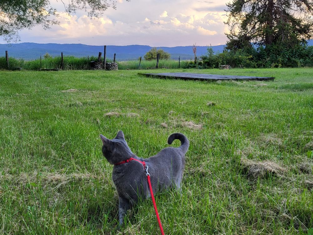 A gray shorthair cat on a red leash is standing in green grass, tail curled, head turned away from the camera. A row of hills is in the disance. Storm clouds are moving in, illuminated by the setting sun.