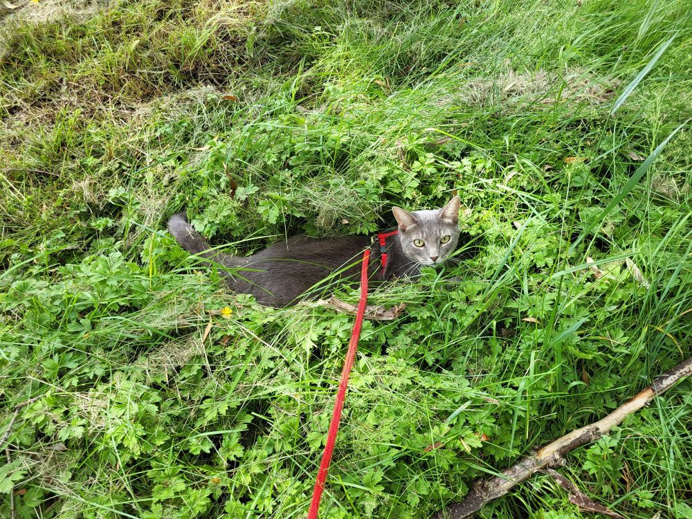 A gray tabby cat is crouched in tall vegetation, head turned towards the camera. He's wearing a red harness and leash.