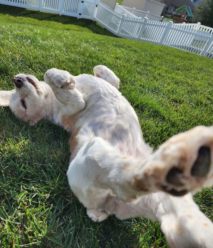 my very favorite creature in the world: a white and tan short-haired cocker spaniel named Andy, on his back mid-roll in the grass with all paws in the air