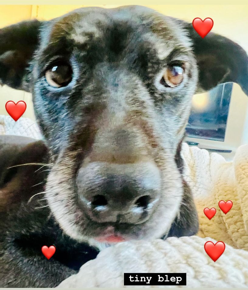 close up of delilah the dog with a tiny blep and hearts floating around her. 