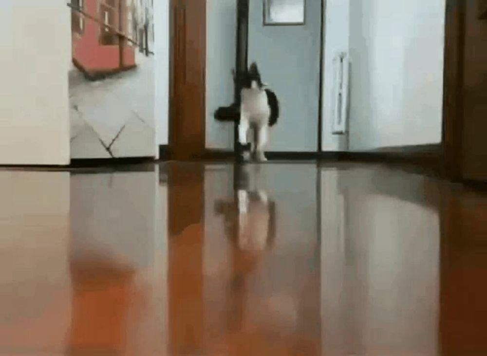 a black and white dog walking through a hallway