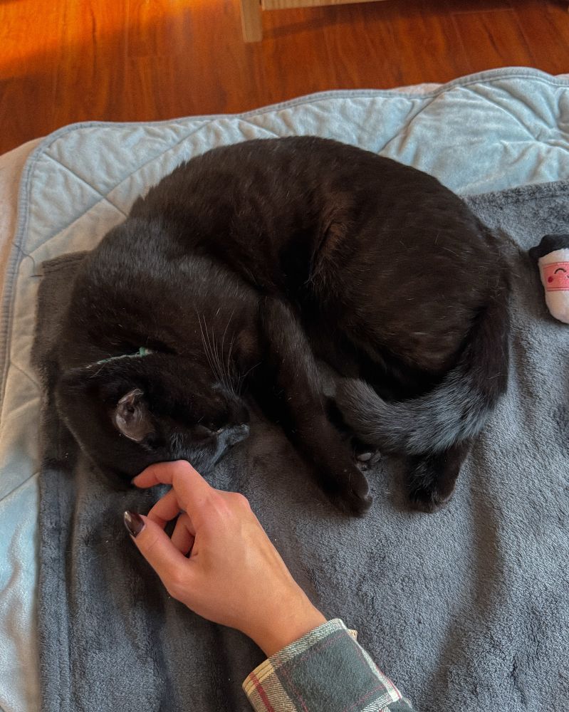 A black cat curled up in a little croissant shape fast asleep nudging his head against an outstretched hand 