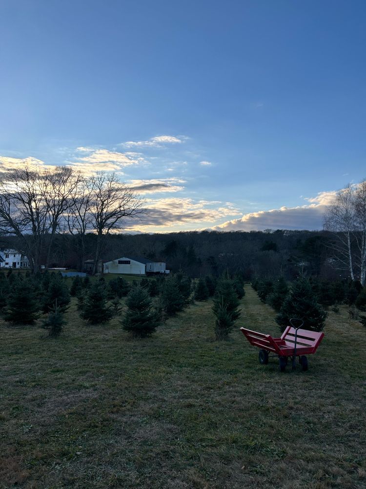 sun setting behind a christmas tree farm