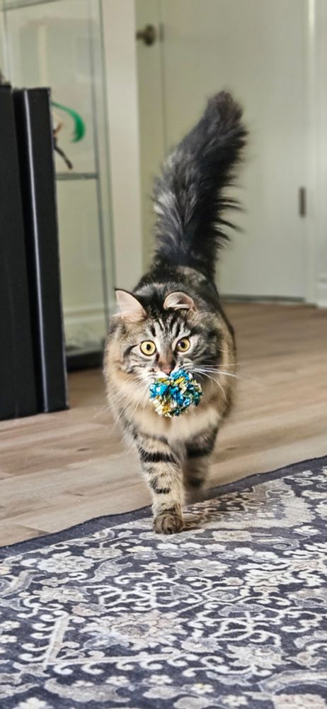 A fluffy brown tabby walks straight towards the camera, eyes as wide as ever, tail straight up, and a crinkle-ball toy held in her mouth.