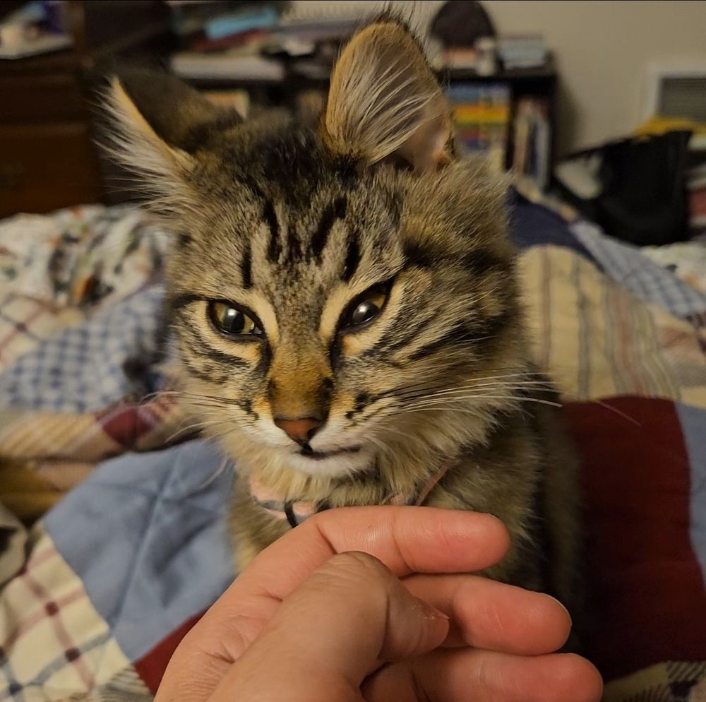 Brown tabby kitten with an off-center ear and squinty eye looks absolutely disgusted after sniffing her human's hand.