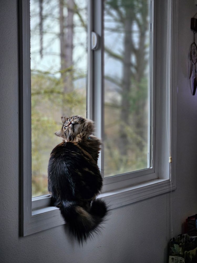 Long haired tabby cat looks out of a window by cranijg her head upside-down rather than just turning her body.