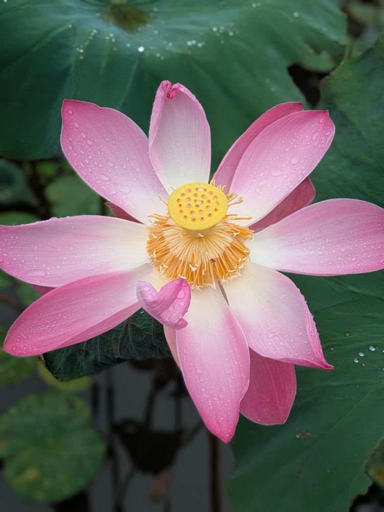 Lotus in bloom.