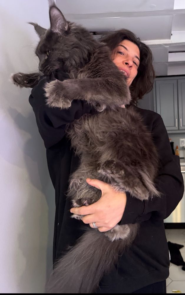 Me holding my almost-2yo ~18lb Maine Coon who does not like being picked up so he has one paw splayed to claw his way out of it. I am 5’5” and he is the size of my torso. 