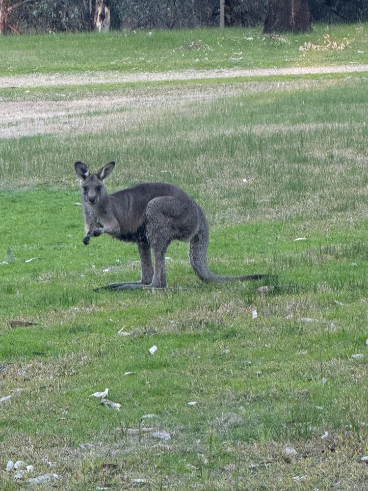 Small grey kangaroo staring intently at the intruding camera. 