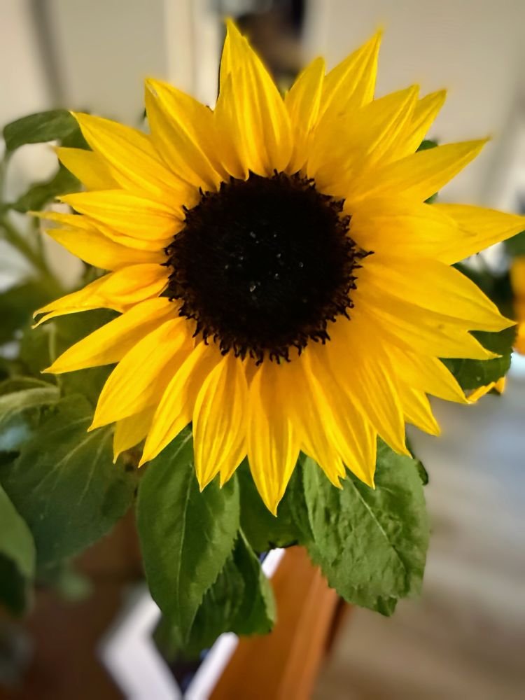 Golden petals circling a dark brown seed head with fringe of green leaves. Indoors in a vase.