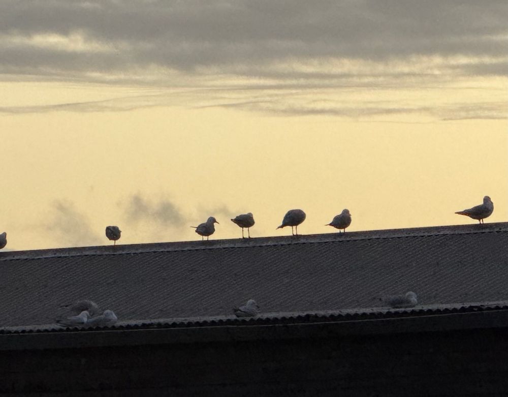A line of seagulls on a dark roof silhouetted  against a pale creamy sky. There are others barely visible in grey and darker grey.