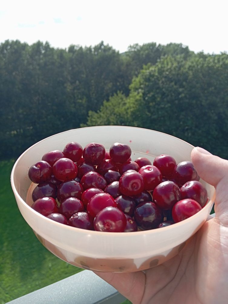 Eine Hand hält eine orangene Dose mit vielen Sauerkirschen ins Bild.