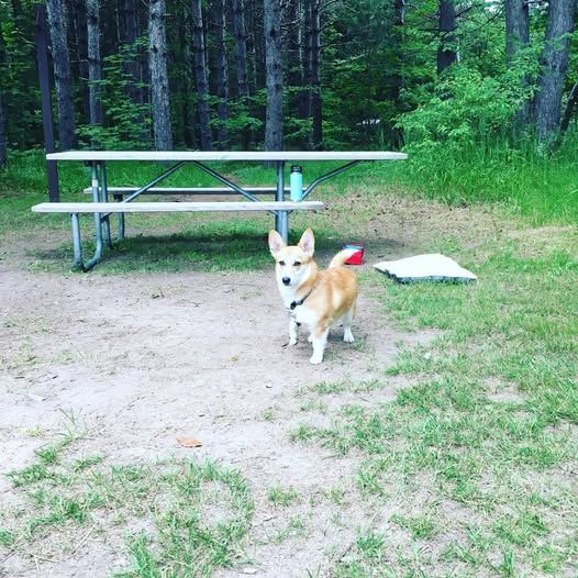Alert corgi standing in front of a picnic table. 