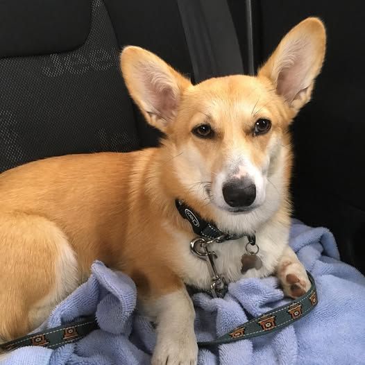 Red and white corgi barely keeping her eyes open as she rests on a blue blanket. 