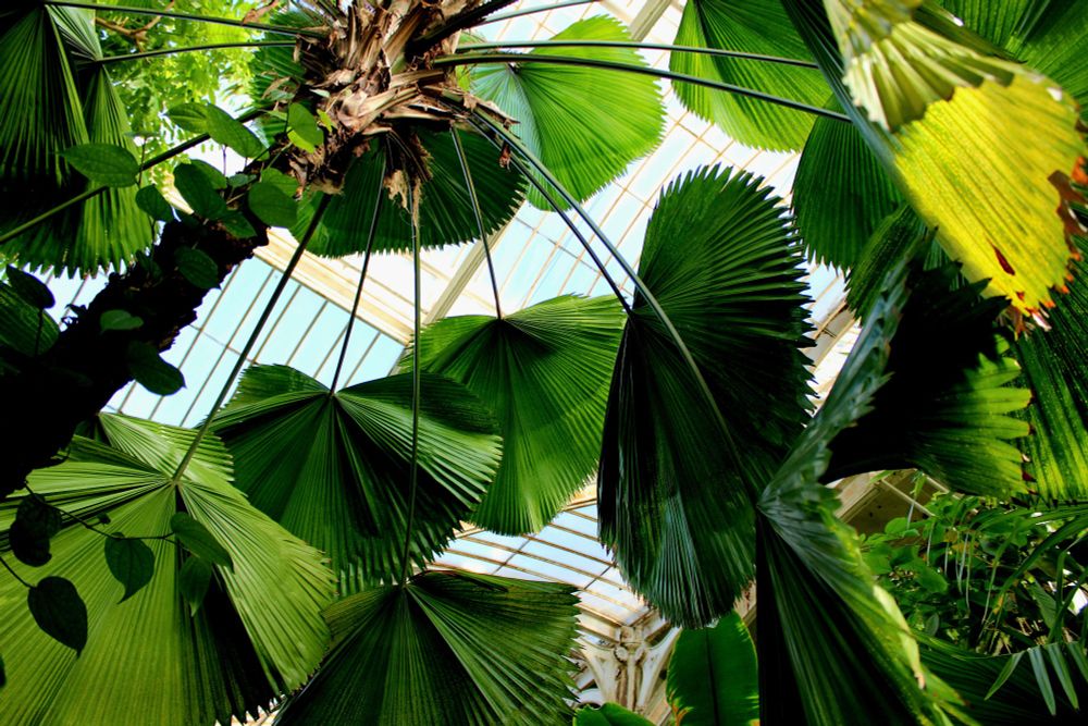 giant fan-shaped leaves in a botanical garden.