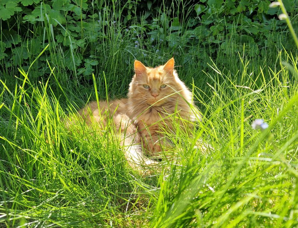 A fluffy ginger cat, lit by sunlight, sits in tall green grass
