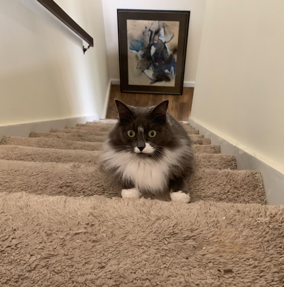 Gracie wide-eyed at the top of the stairs. 