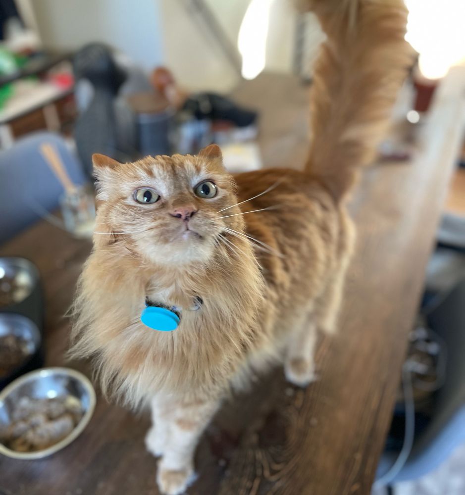 Jaxon orange cat making a funny face standing on a table with his food. 